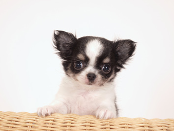 ペット可物件特集