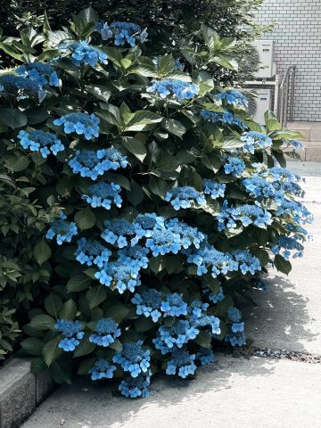 管理物件の紫陽花が見頃を迎えています☔️🌿