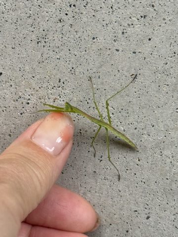 小竹町は自然が豊かです
